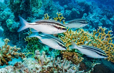 Scolopsis ghanam - Umm Gamar, Egypt