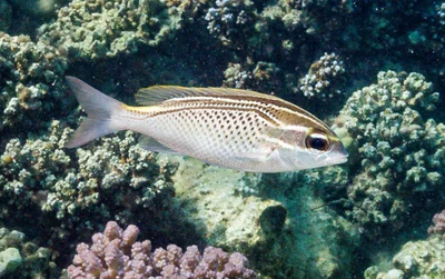 Scolopsis ghanam - Marsa Samadai, Egypt
