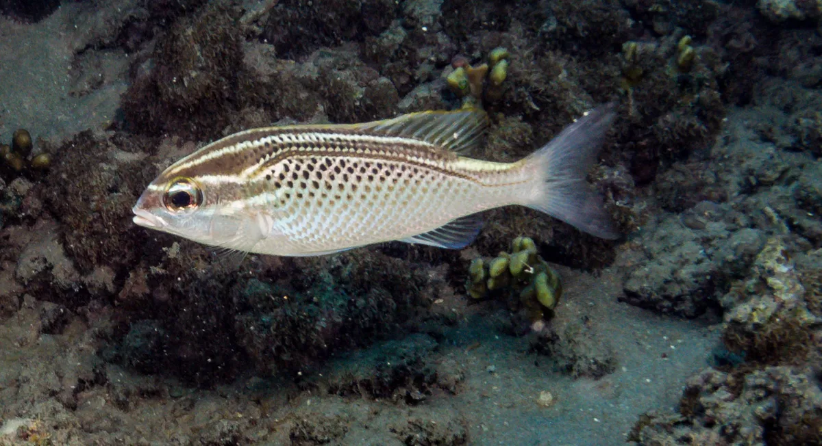 Scolopsis ghanam - Marsa Asalaya, Egypt
