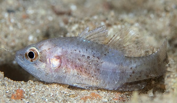 Dotted Cardinalfish