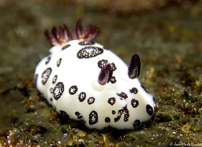 Jorunna funebris