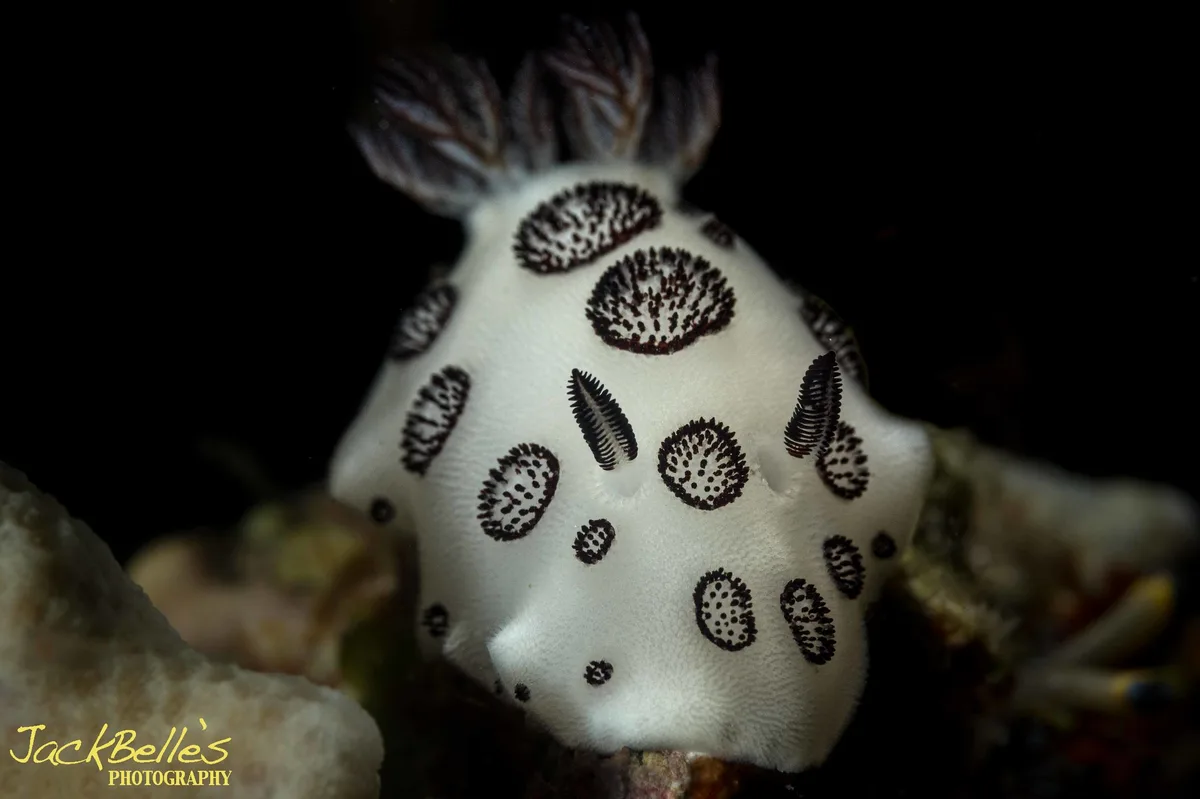 Jorunna funebris