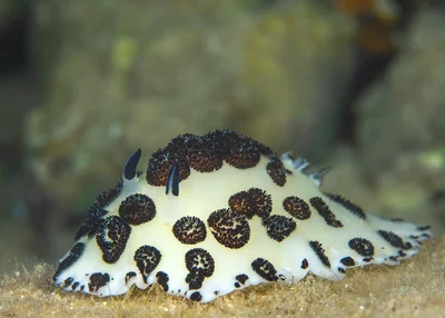 Oreo Nudibranch - Jorunna funebris