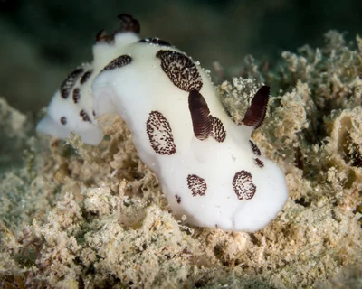 Jorunna funebris nudibranch