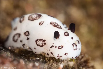 Jorunna funebris