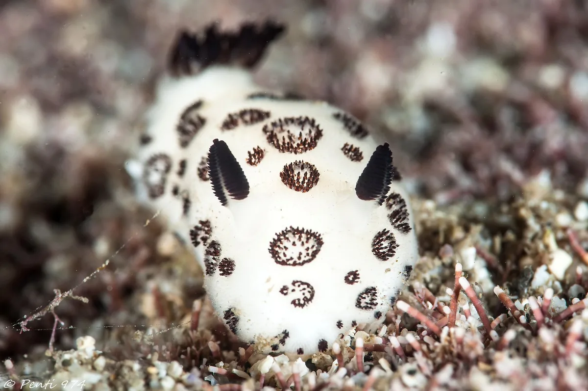 Jorunna funebris