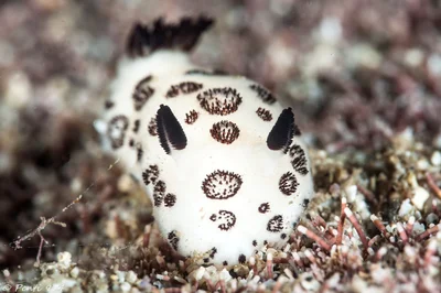 Jorunna funebris