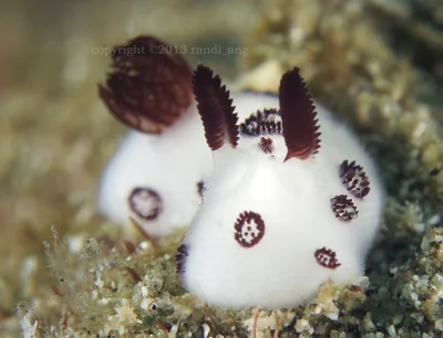 Jorunna funebris