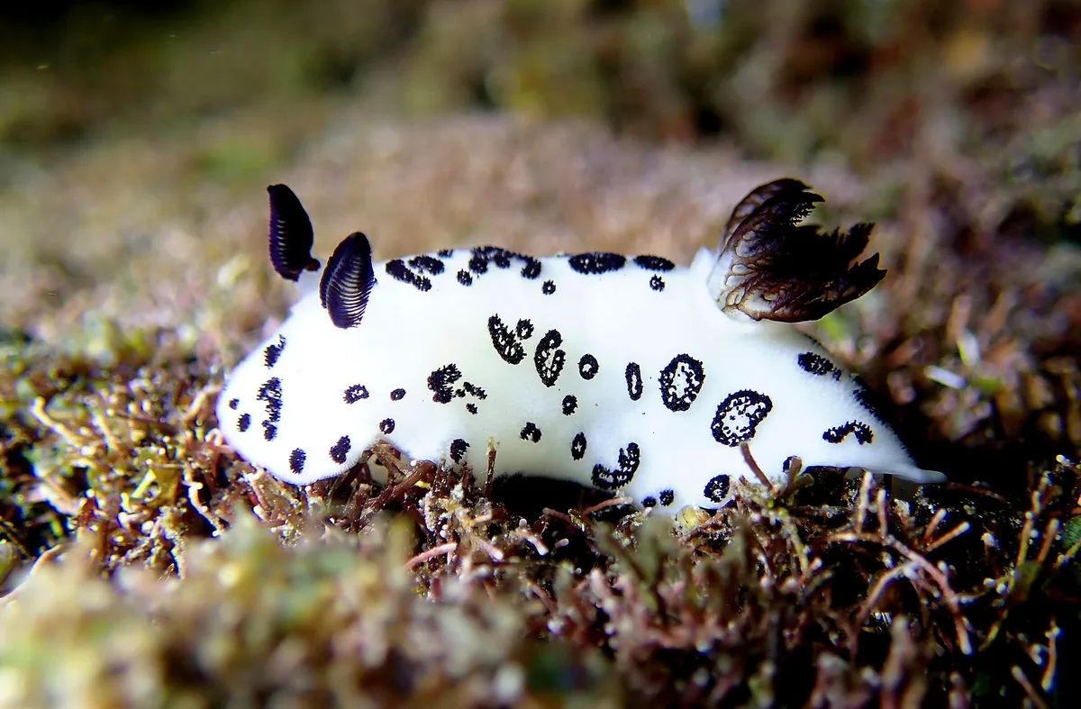 Jorunna funebris