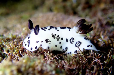Jorunna funebris