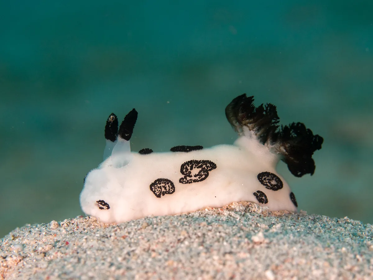 Jorunna funebris