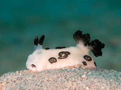 Jorunna funebris