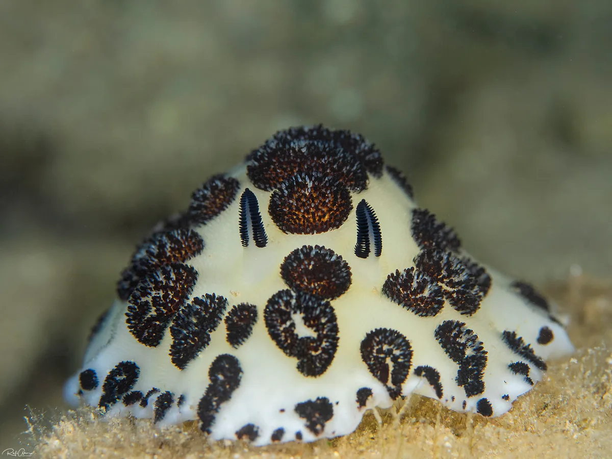 Oreo Nudibranch - Jorunna funebris