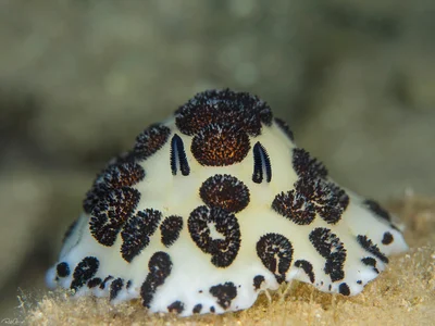 Oreo Nudibranch - Jorunna funebris