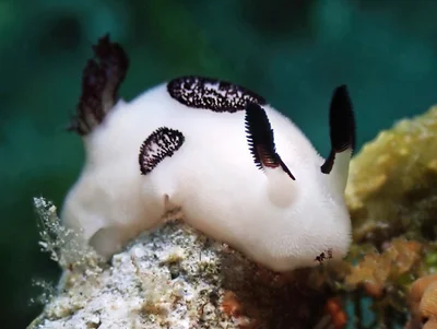 Jorunna funebris