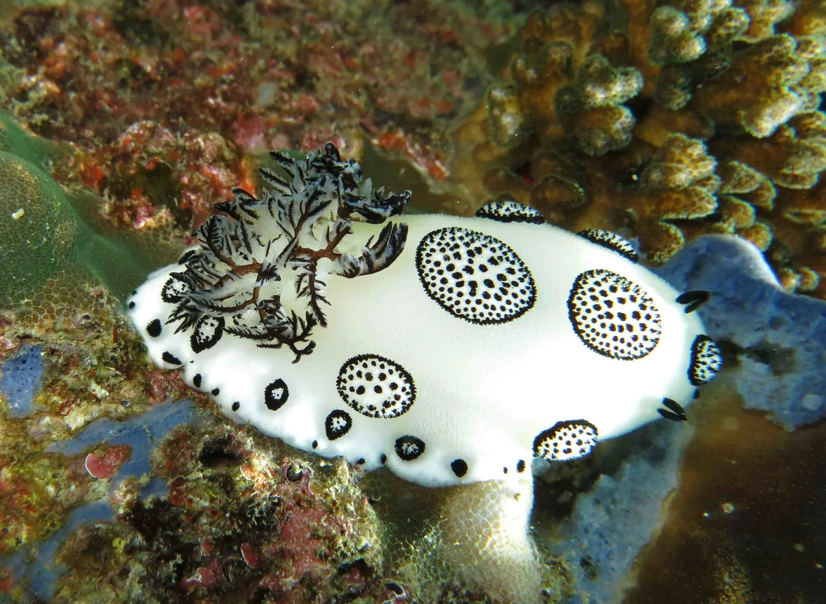 Jorunna funebris (Koh Lipe - Thailand)