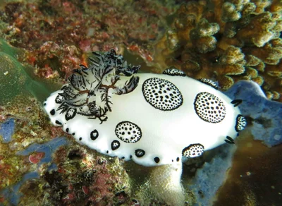 Jorunna funebris (Koh Lipe - Thailand)
