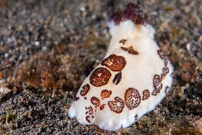 Jorunna funebris