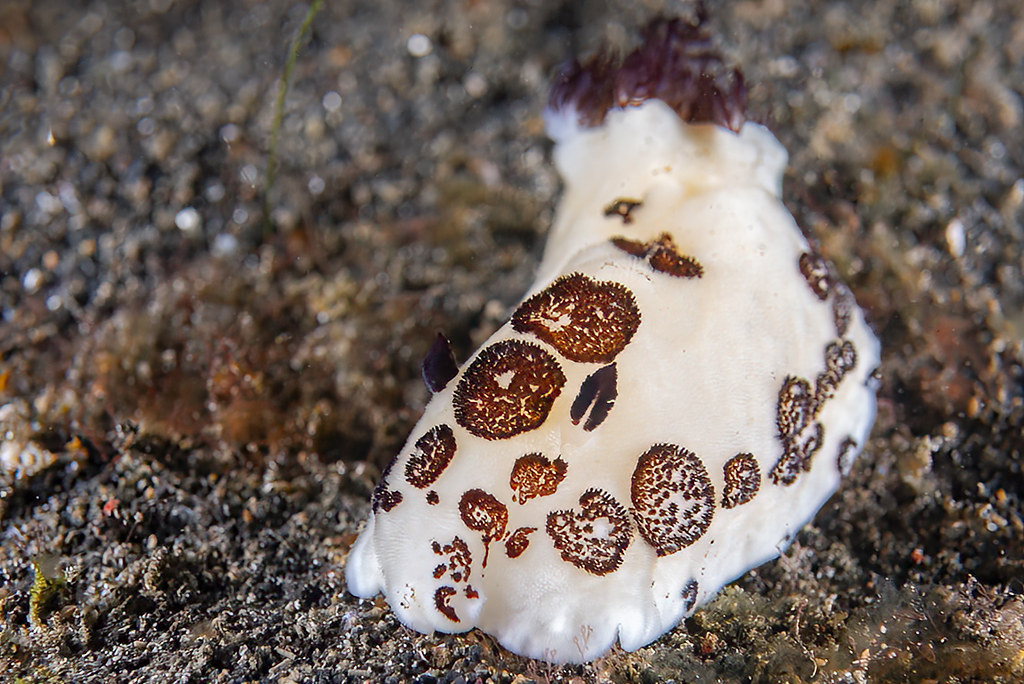 Jorunna funebris