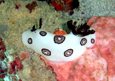 Jorunna Funebris