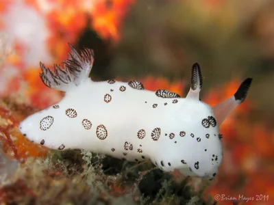 Nudibranch (Jorunna funebris)