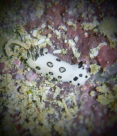 Dotted Nudibranch