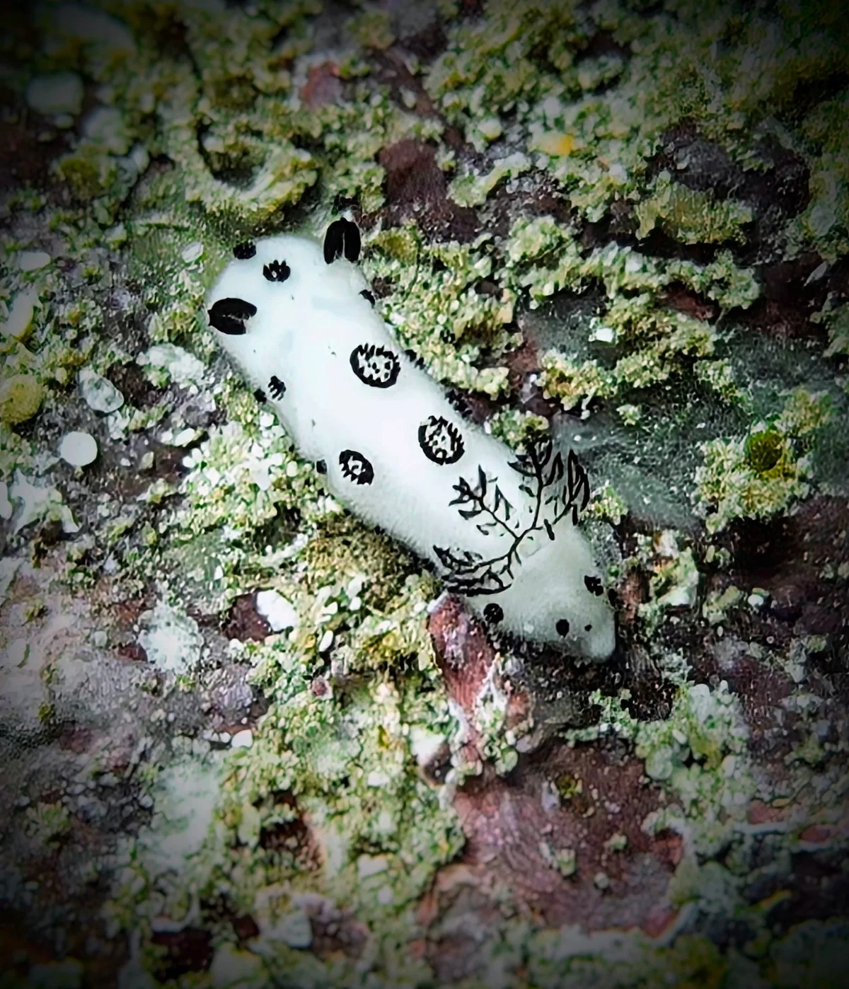 Dotted Nudibranch