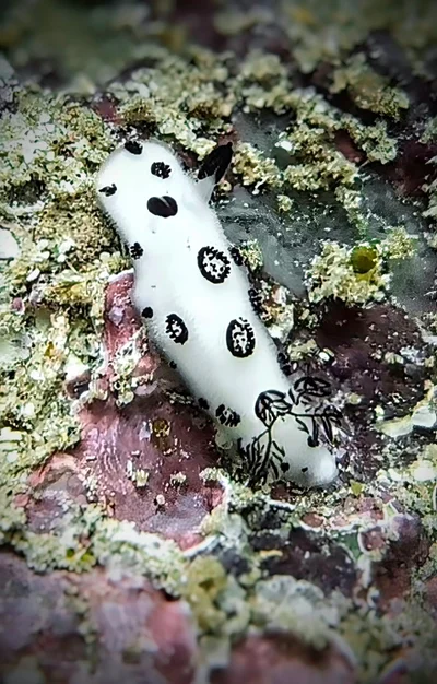 Dotted Nudibranch