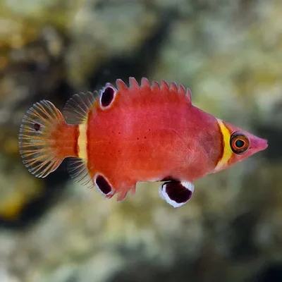 Double Bar Wrasse