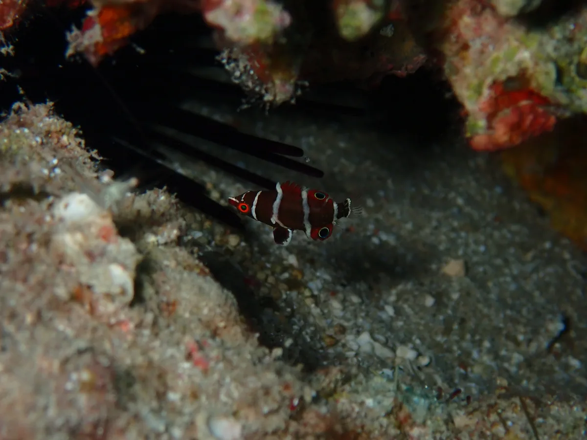 Wetmorella bifasciata - JG