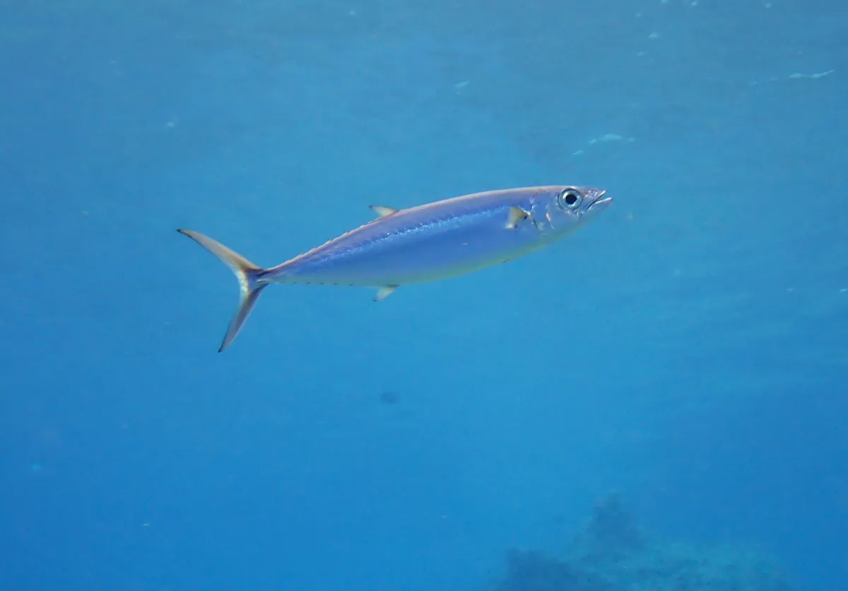 Grammatorcynus bilineatus - Rota, MP