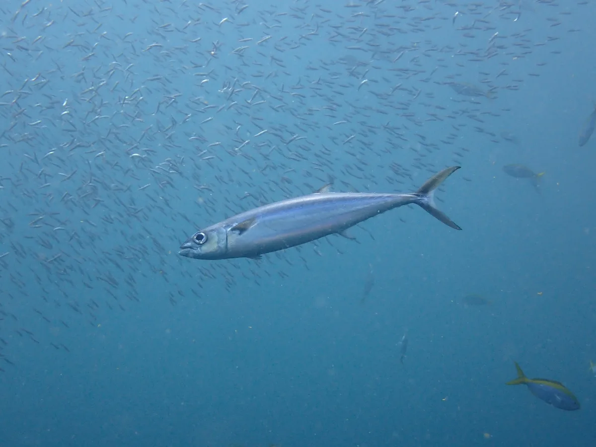 Grammatorcynus bilineatus - Tailandia
