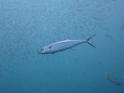 Grammatorcynus bilineatus - Tailandia