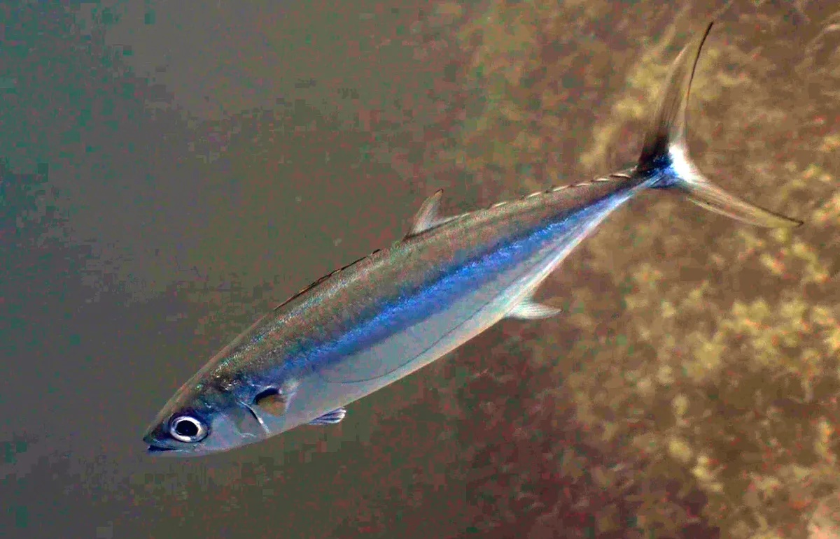 Grammatorcynus bilineatus - Havelock