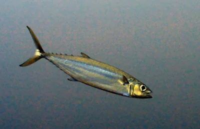 Grammatorcynus bilineatus - South Andaman, IN-AN, IN