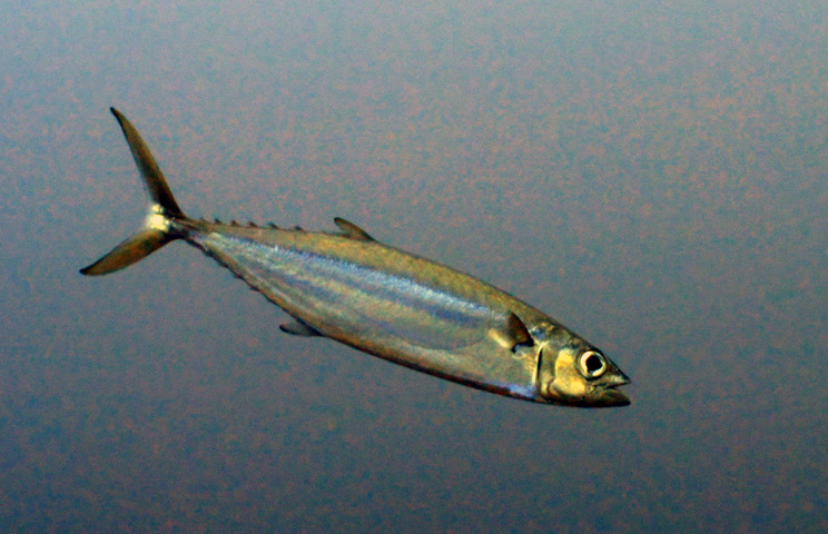 Grammatorcynus bilineatus - South Andaman, IN-AN, IN