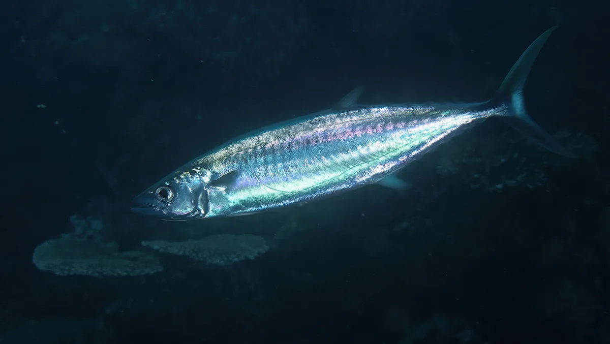 Grammatorcynus bilineatus - Rakiraki, Fiji