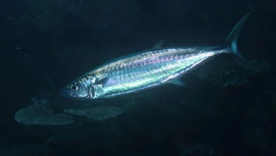 Grammatorcynus bilineatus - Rakiraki, Fiji
