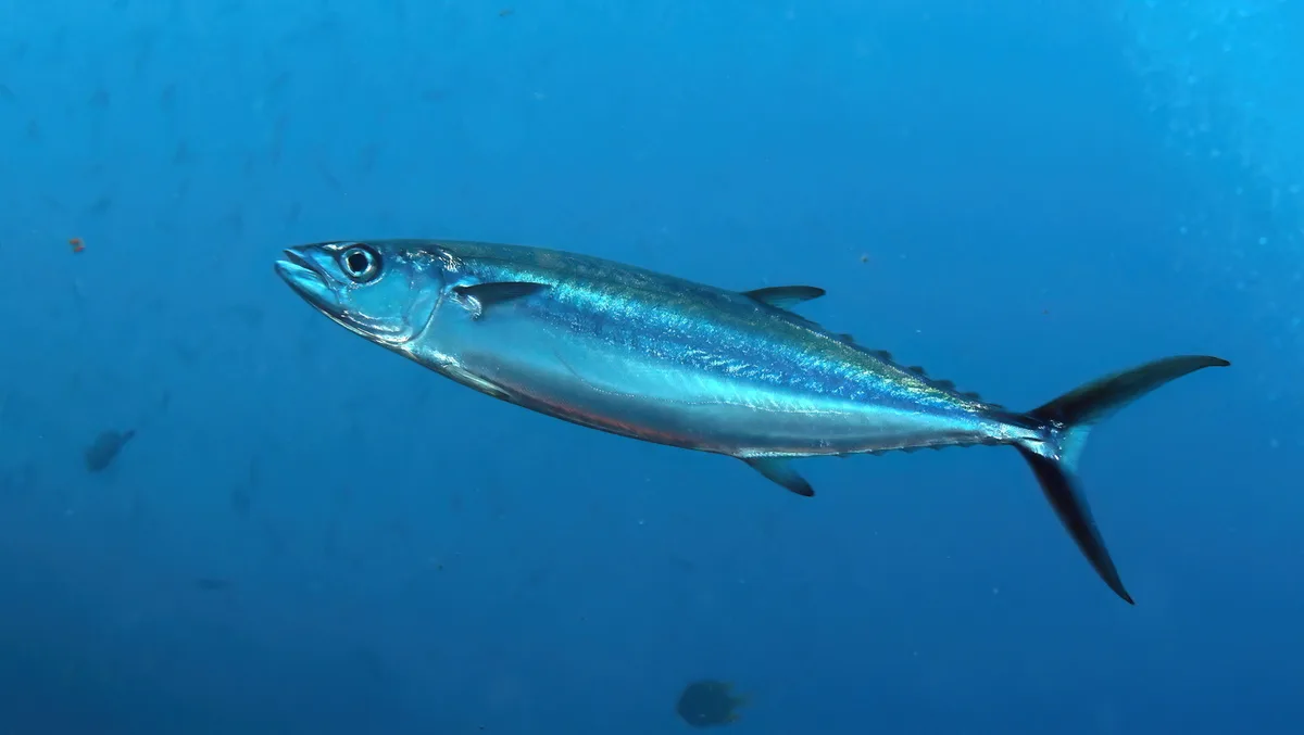 Grammatorcynus bilineatus - Rakiraki, Fiji