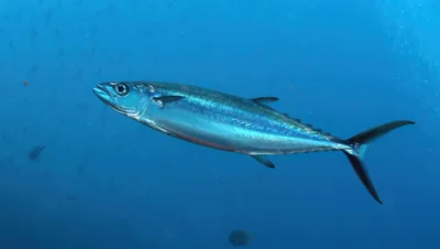 Grammatorcynus bilineatus - Rakiraki, Fiji