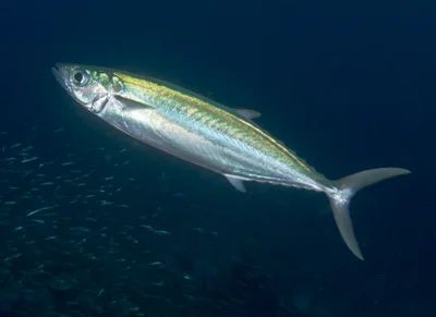 Grammatorcynus bilineatus - Koh Bon