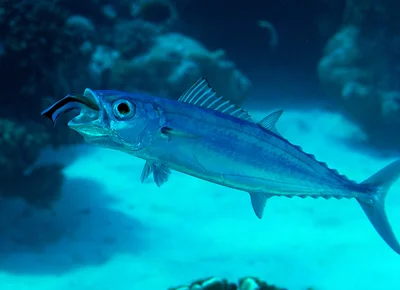 Grammatorcynus bilineatus - Kwajalein Atoll, RMI
