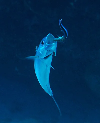 Grammatorcynus bilineatus - Kwajalein Atoll, RMI