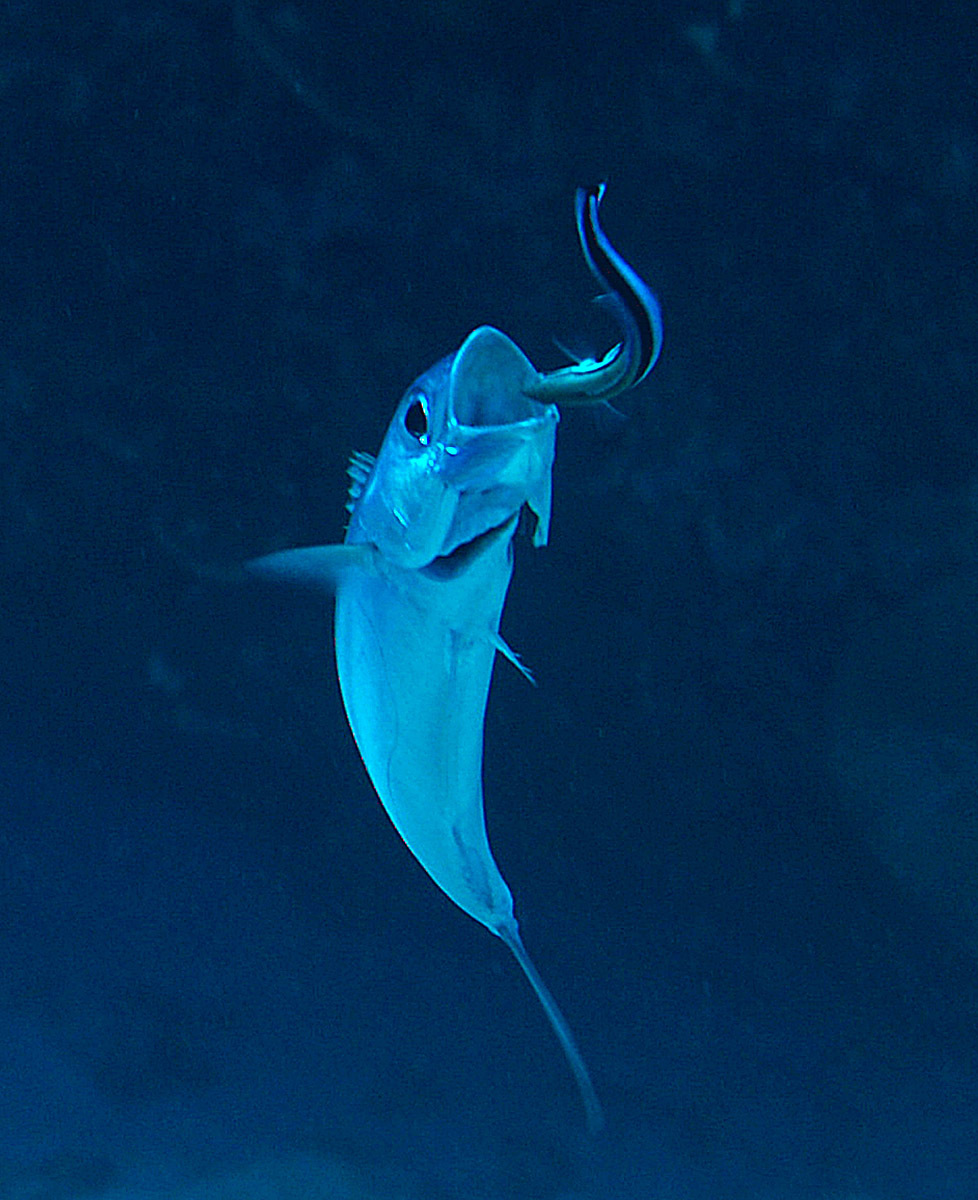 Grammatorcynus bilineatus - Kwajalein Atoll, RMI