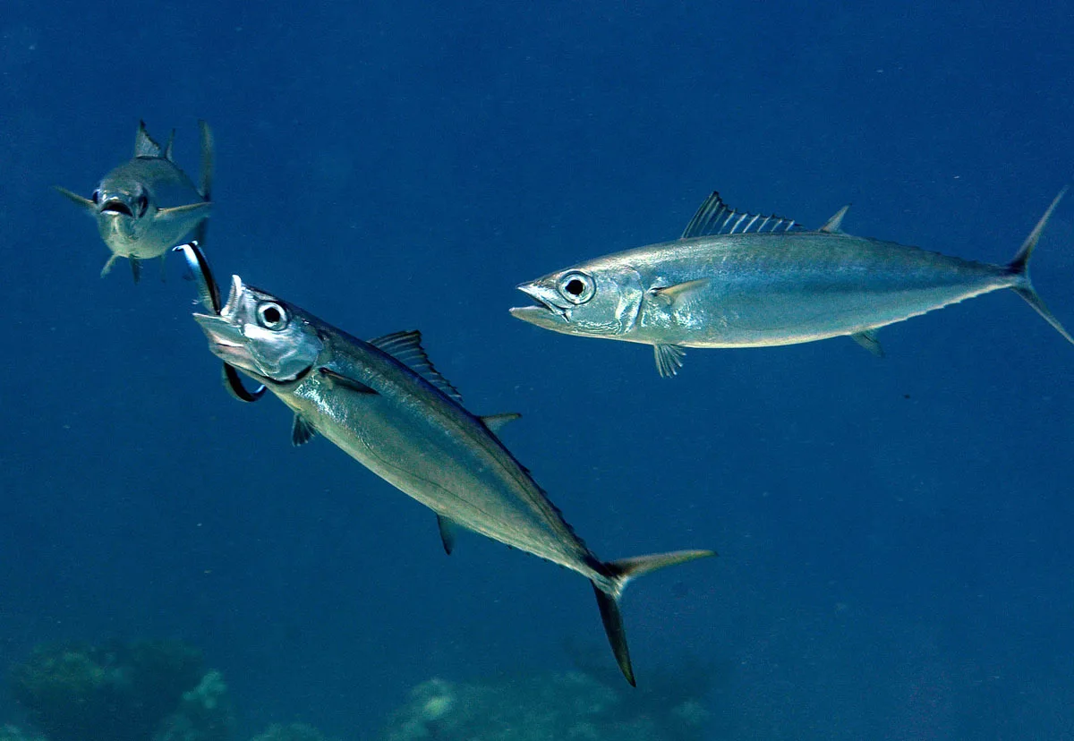 Grammatorcynus bilineatus - Kwajalein Atoll, RMI