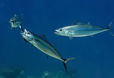 Grammatorcynus bilineatus - Kwajalein Atoll, RMI
