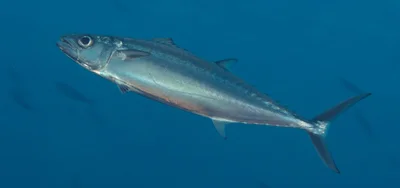 Grammatorcynus bilineatus - Wakatobi, Kepulauan Wakatobi (Laut), Sulawesi Tenggara, Indonesia