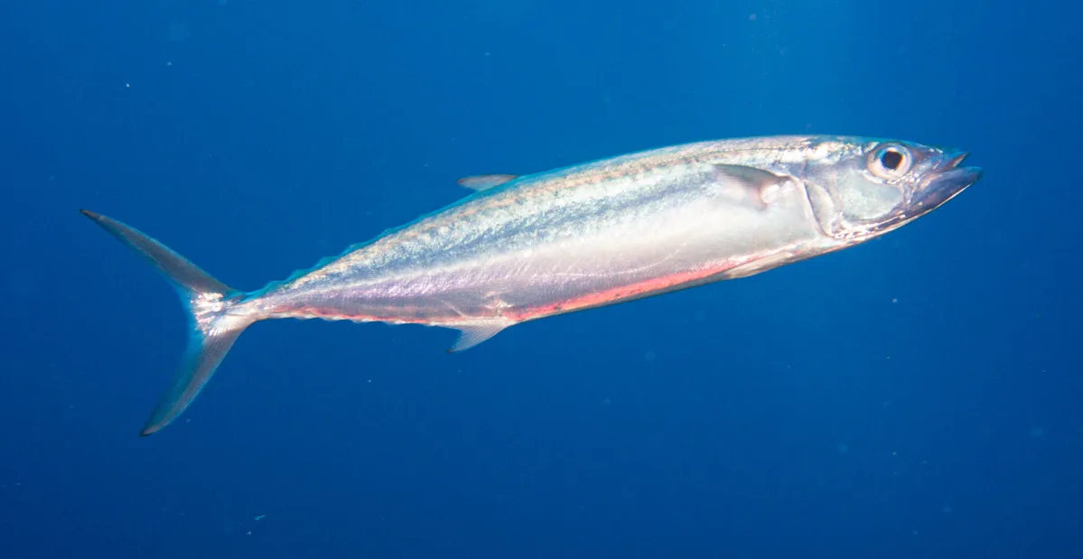 Grammatorcynus bilineatus - Elphinstone Reef, Egypt