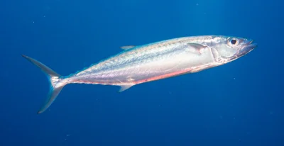 Grammatorcynus bilineatus - Elphinstone Reef, Egypt