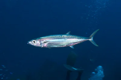 Grammatorcynus bilineatus - Truk Islands, Federated States of Micronesia